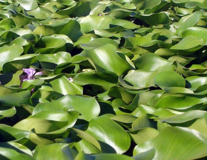 pic